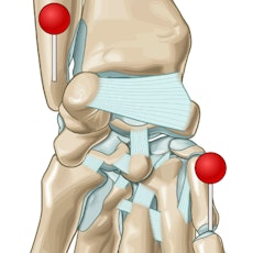 Perro - Artrología (ilustraciones) con alfileres
