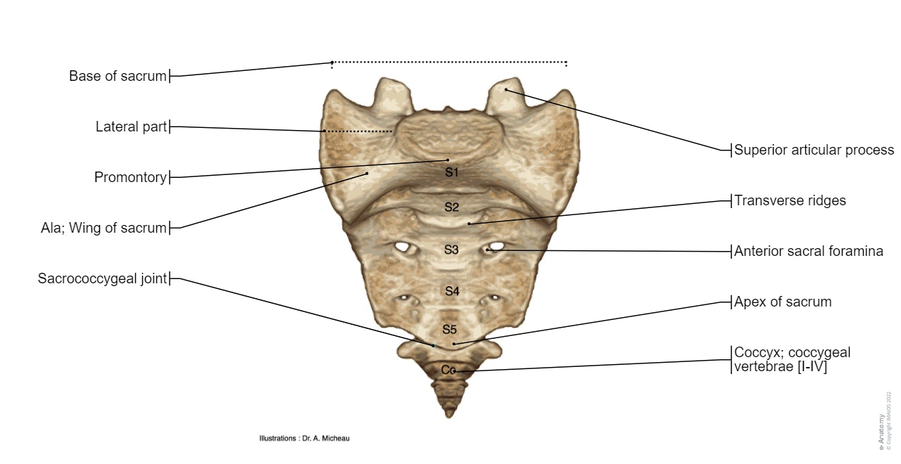Human anatomy of the sacrum showing base, promontory, wing and apex of the sacrum, with coccyx and coccygeal vertebrae