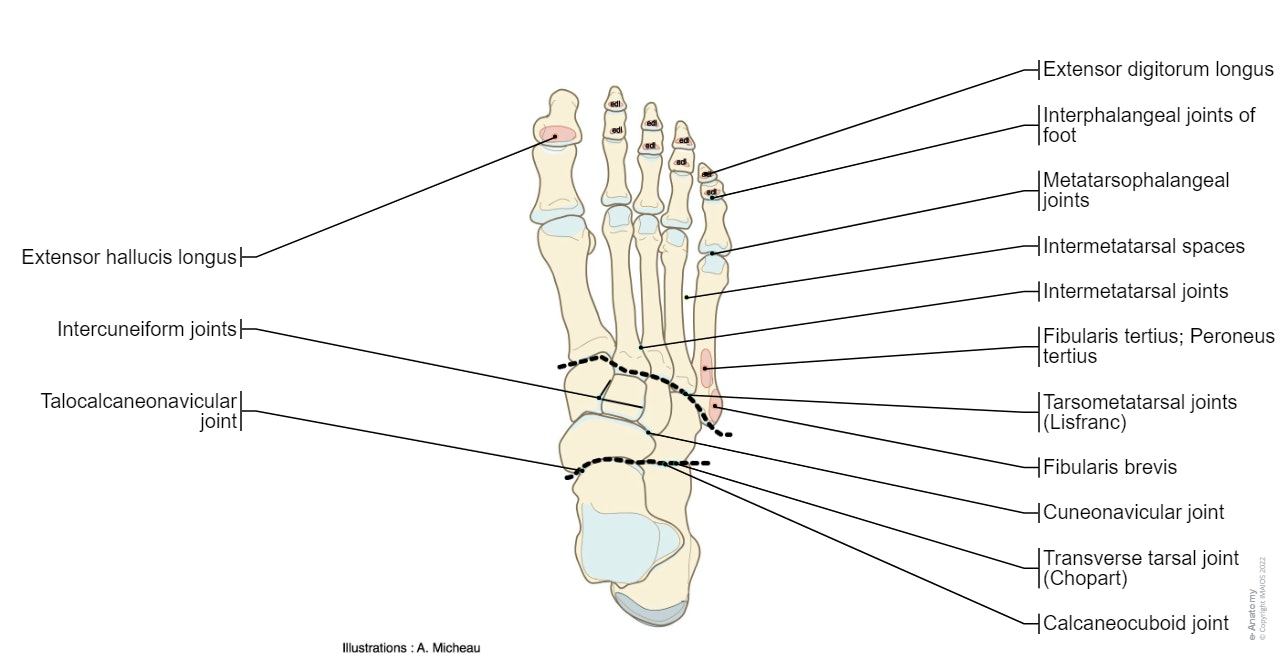 Anatomy of lower limb