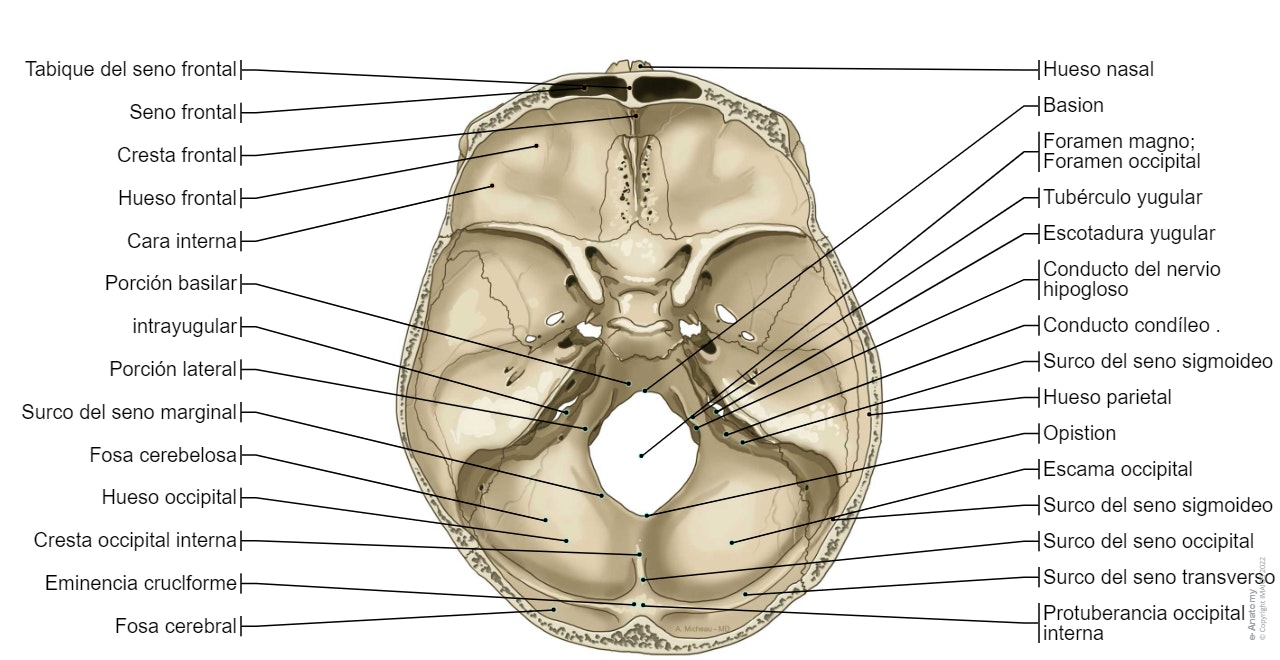 Cara interna de la base del cráneo-Vista superior; vista vertical: Fosa craneal anterior, Clivus, Surco del seno petroso inferior