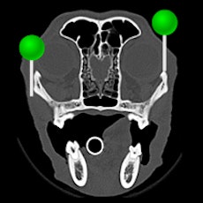 Dog - Head CT with pins