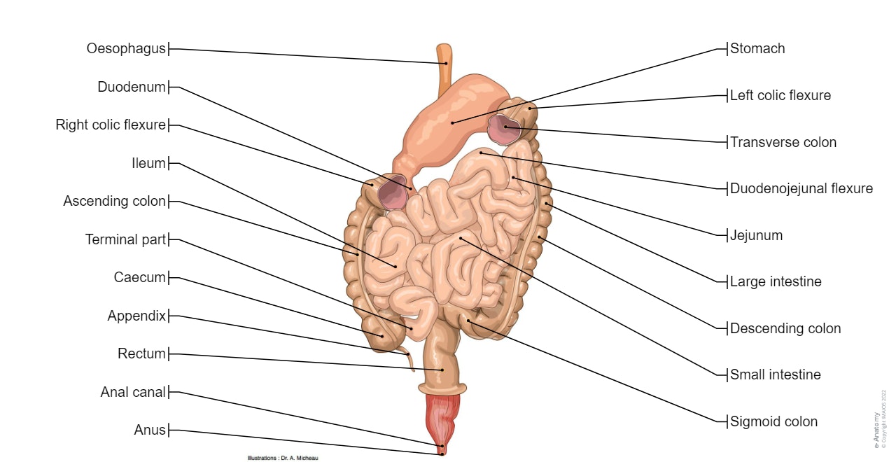 Gastrointestinal tract: Oesophagus, Stomach, Small intestine, Large intestine