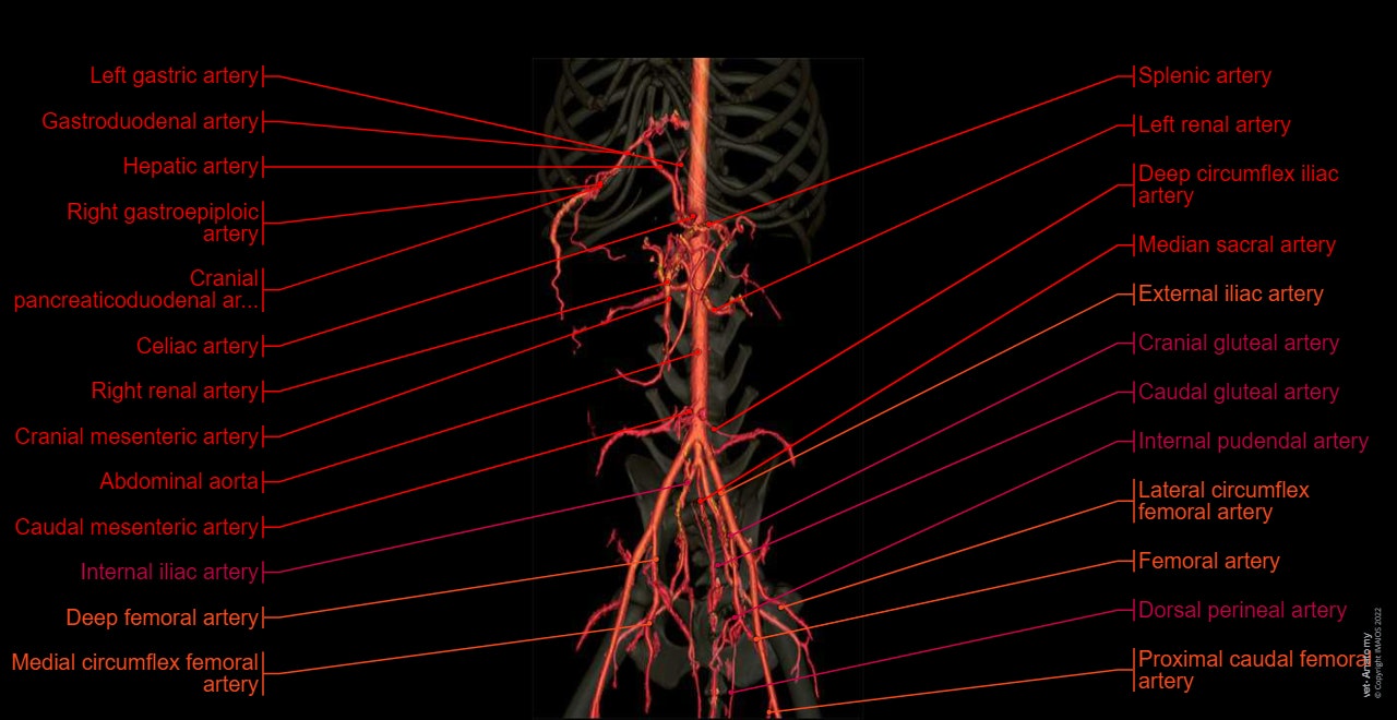 Dog - Abdominal aorta - Anatomy - 3D: Celiac artery, Splenic artery, Hepatic artery, Cranial mesenteric artery, Caudal gluteal artery, Internal pudendal artery