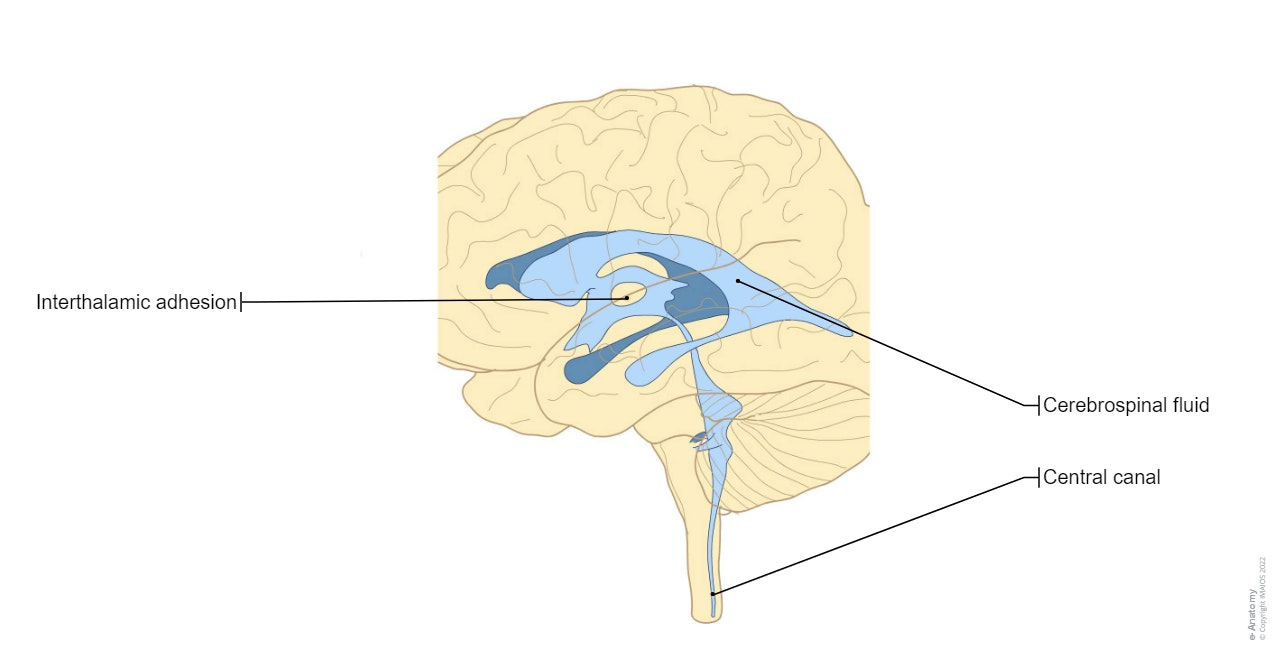 Ventricular system - Neuroanatomy : Fourth ventricle Third ventricle Lateral ventricle Lateral recess Lateral aperture Median aperture Interventricular foramen Aqueduct of midbrain; Cerebral aqueduct Occipital horn of lateral ventricle; Posterior horn of lateral ventricle Temporal horn of lateral ventricle; Inferior horn of lateral ventricle Atrium