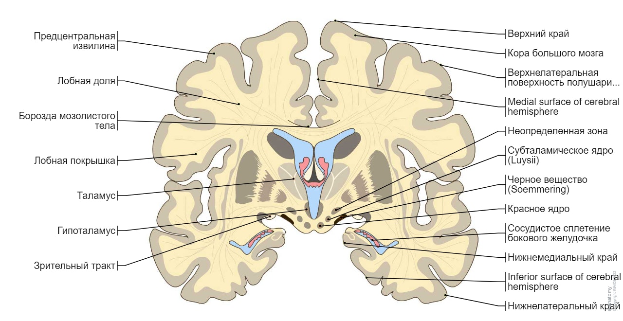Головной мозг - Фронтальный срез : Головной мозг - Анатомическая схема, Мозг, Анатомия в срезах