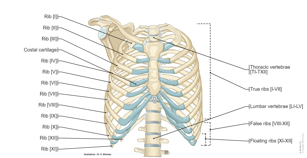 Anatomy of the thoracic wall and the breast (Illustrations) : Thoracic cage - Thoracic cavity