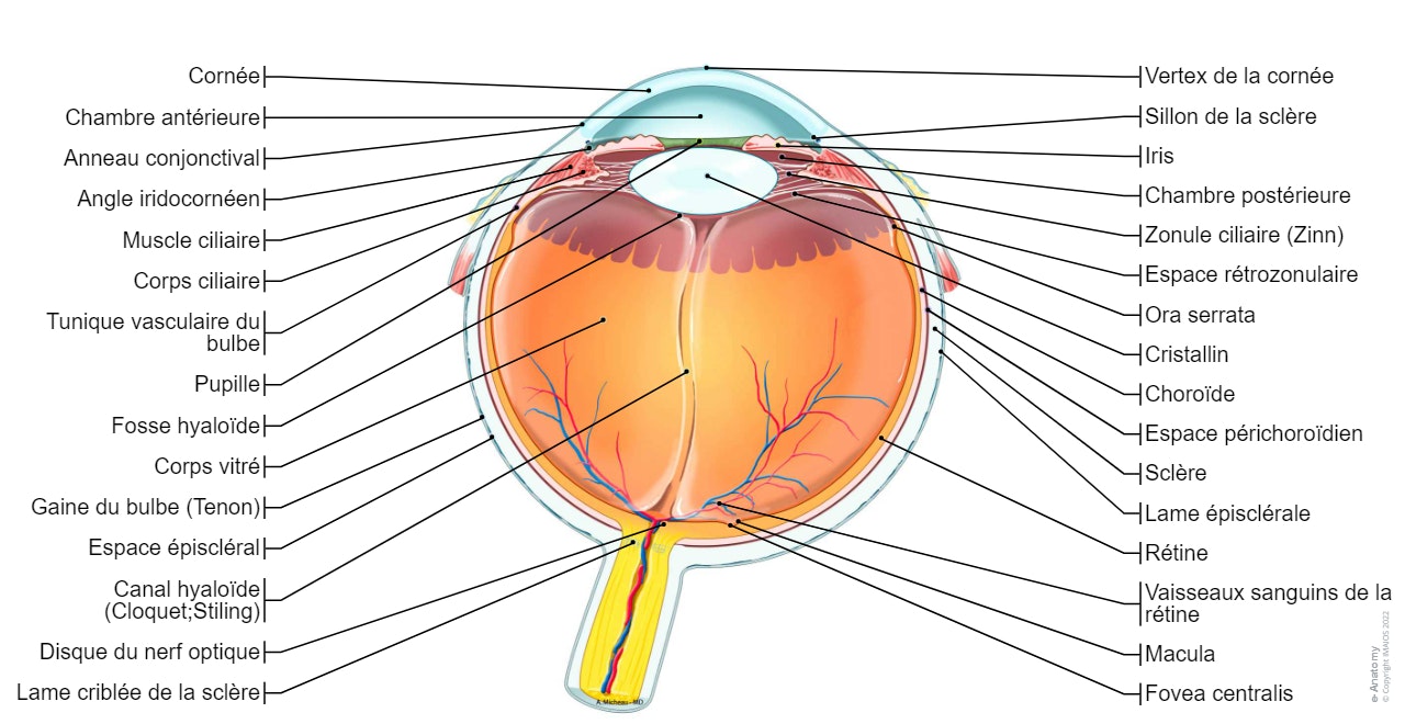 Bulbe oculaire/Oeil - Anatomie générale: Chambre antérieure, Angle iridocornéen, Chambre postérieure, Corps vitré, Cornée
