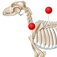 Perro - Osteología (illustrationes) con alfileres
