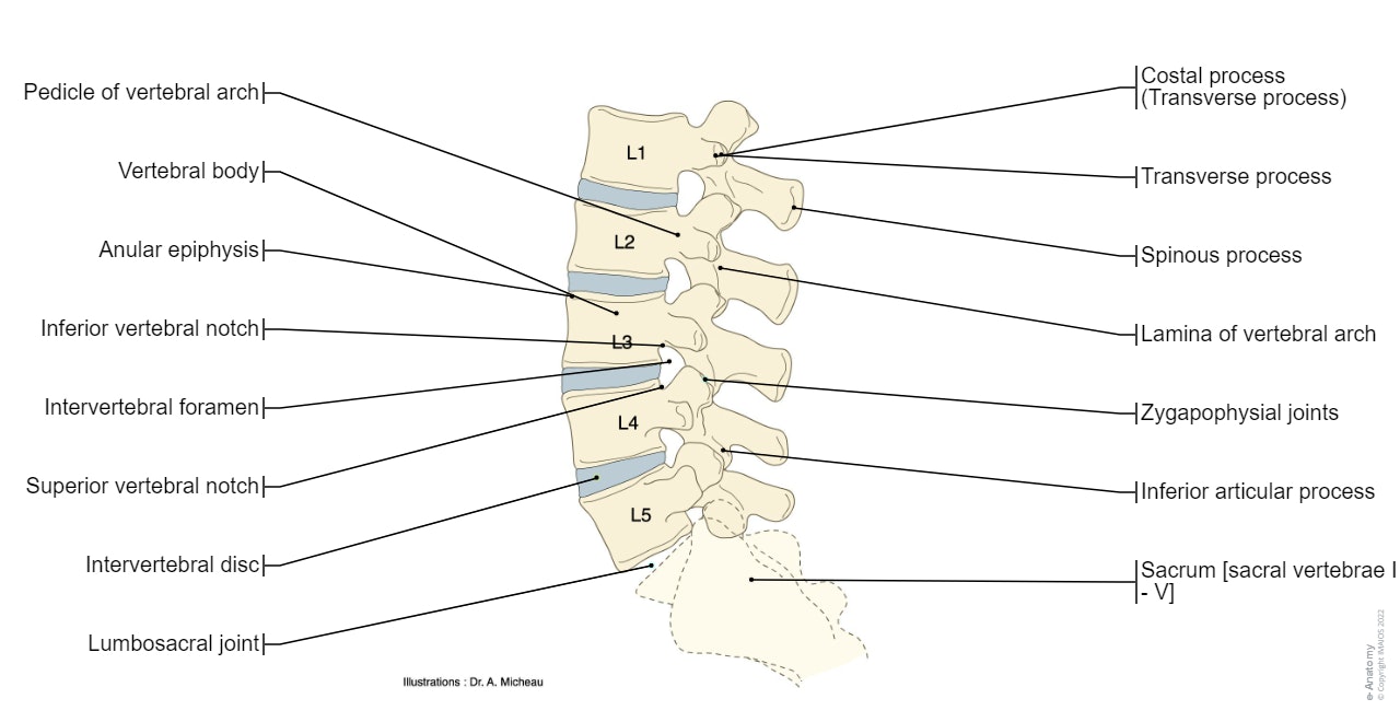 Anatomy of the vertebral lumbar column : vertebral body, pedicle, intervertebral disc, spinous process