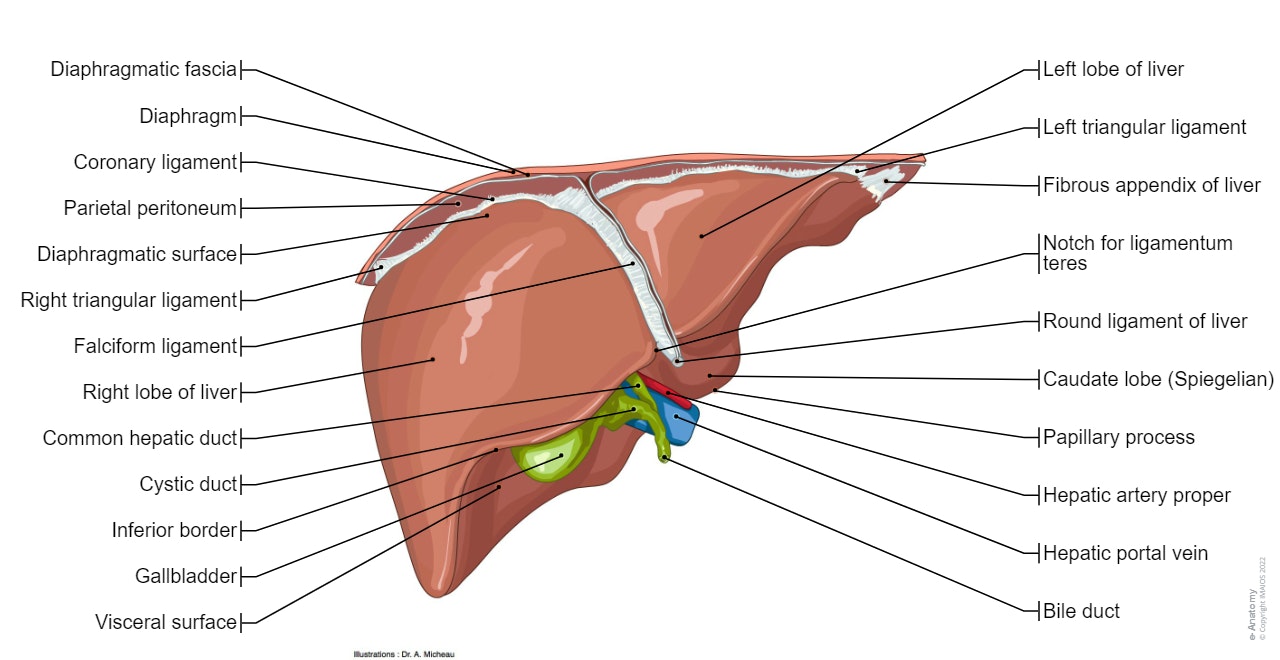 Liver - Gross anatomy
