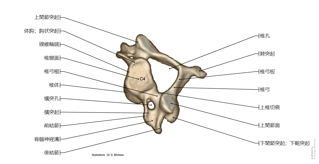 解剖学 : 脊柱, 頚椎[C1－C7], 環椎[C1, 椎骨動脈溝