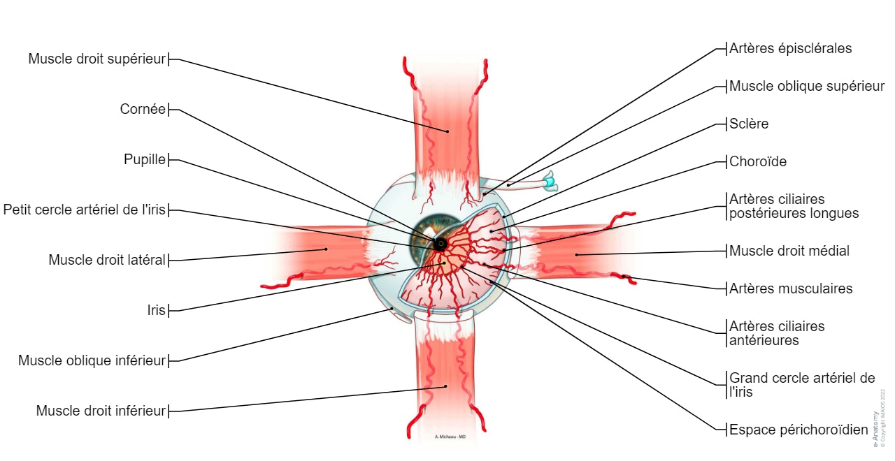 Oeil-Artères: Grand cercle artériel de l'iris, Artères ciliaires antérieures Artères conjonctivales antérieures, Artères épisclérales