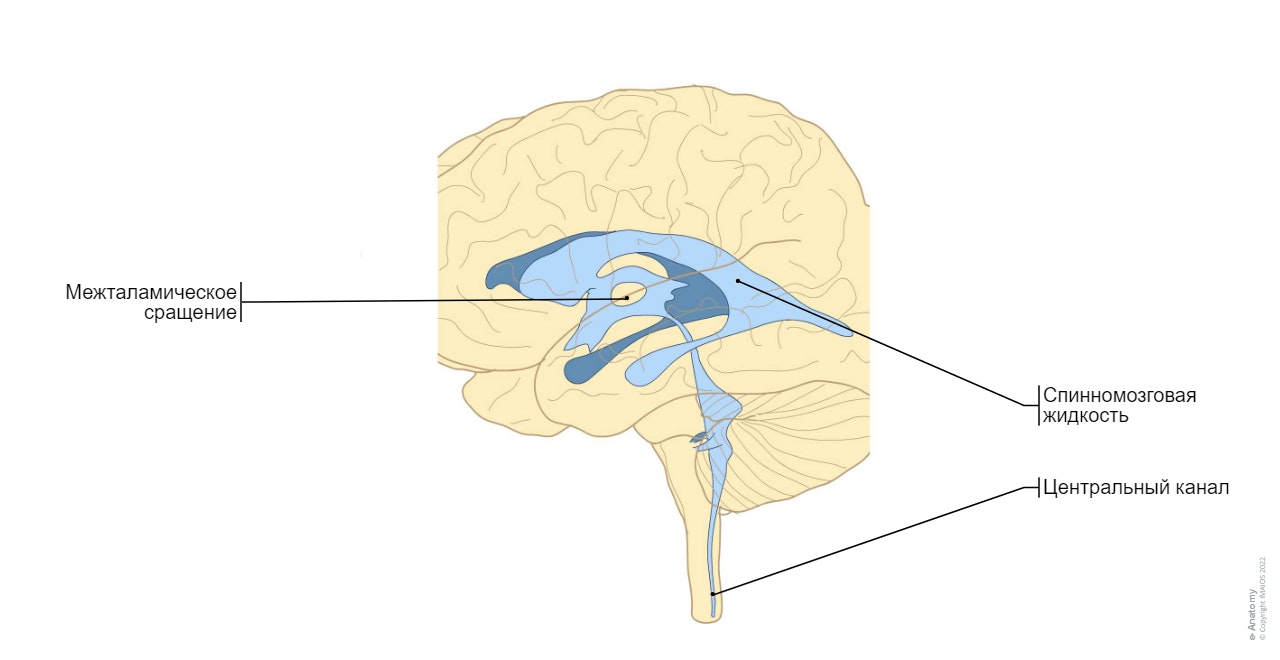 Желудочковая система - Нейроанатомия : Четвертый (IV) желудочек Третий (III) желудочек Боковой желудочек Латеральный карман Латеральная апертура Срединная апертура Межжелудочковое отверстие Водопровод среднего мозга; водопровод мозга Затылочный рог; задний рог Височный рог; нижний рог Преддверие