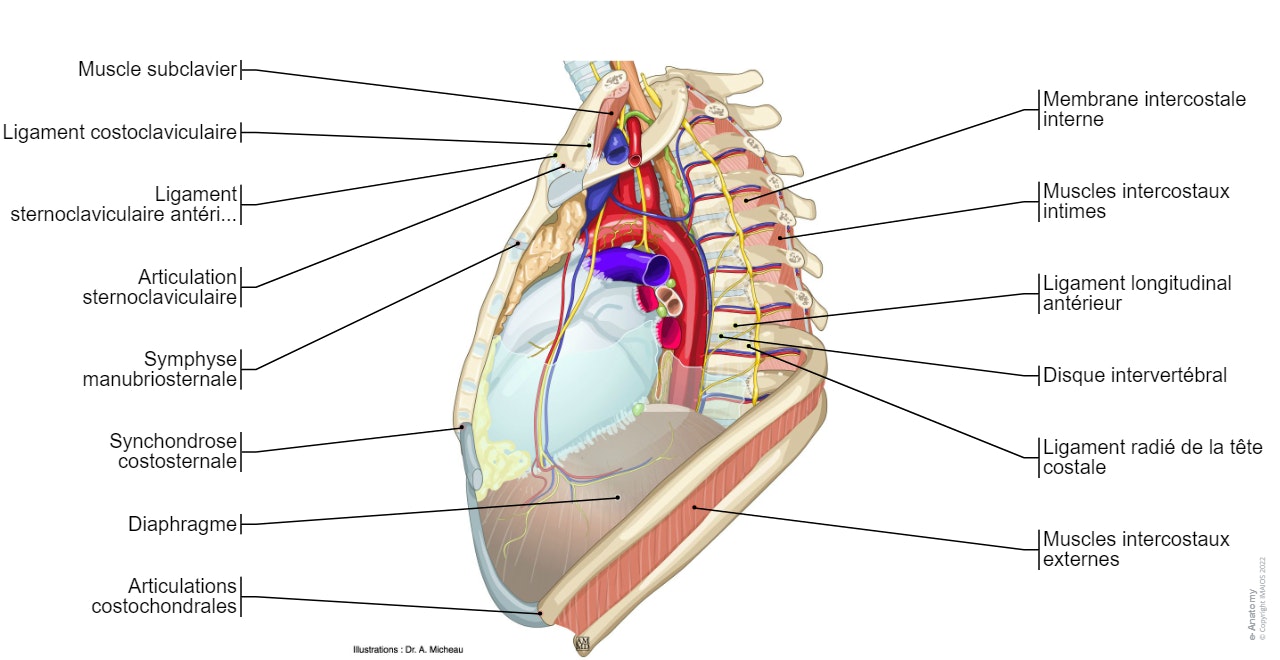 Médiastin et thorax : Illustrations et coupes anatomiques