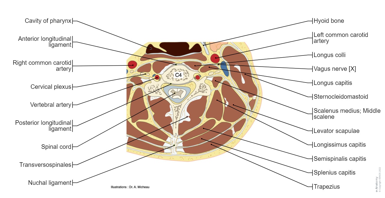 cross section anatomy of neck and vetebral column with transverse slice of cervical vertebra C4