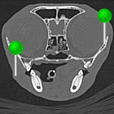 Cat - Head and neck CT with pins