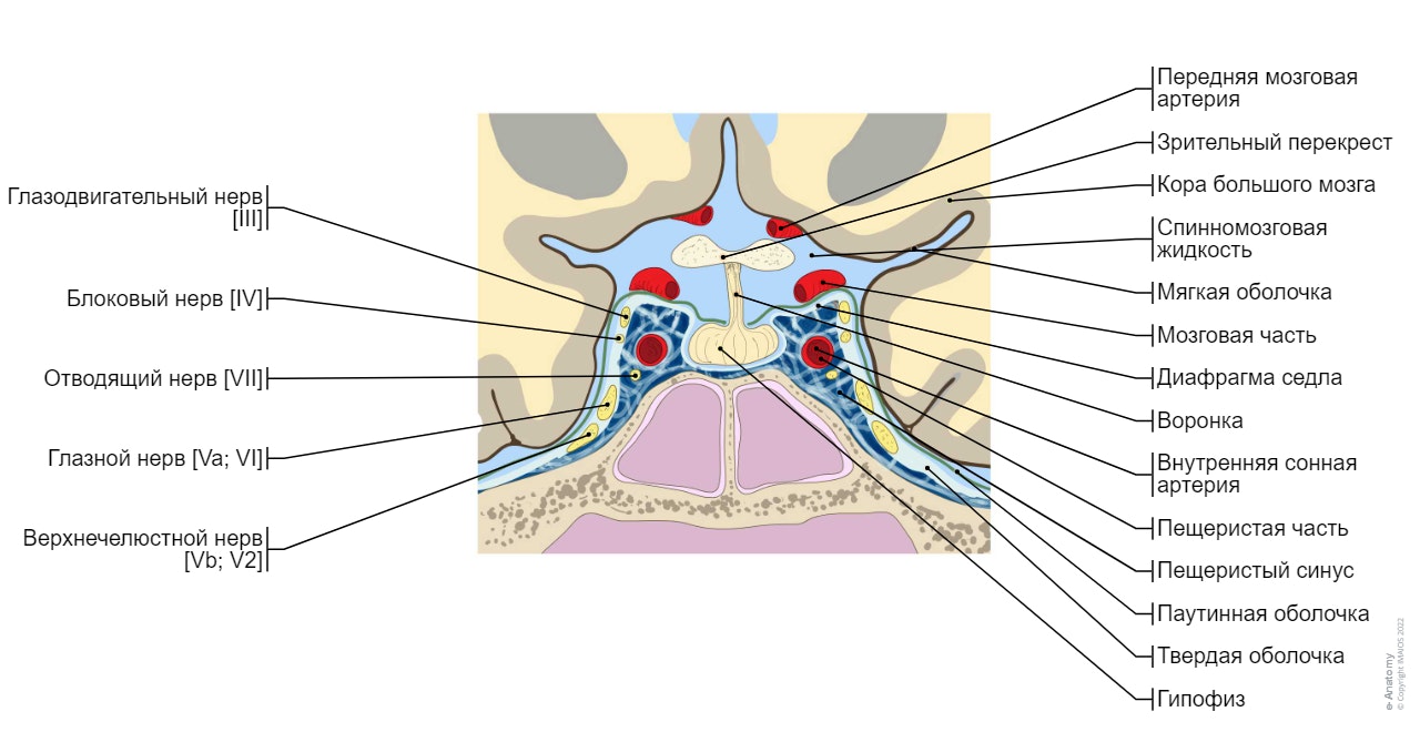Пещеристый синус - Фронтальный срез : Цистерна перекреста, Гипофиз, Зрительный перекрест, Внутренняя сонная артерия, Пещеристая часть, Глазодвигательный нерв [III], Блоковый нерв [IV], Глазной нерв [Va; VI], Верхнечелюстной нерв [Vb; V2], Отводящий нерв [VII]