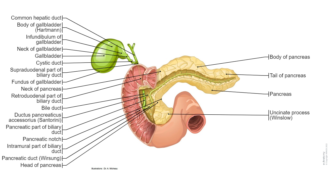 Pancreas - Duodenum - Gallbladder - Pancreatic duct