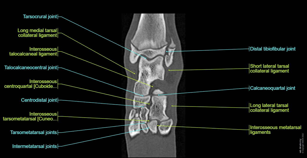 dog-ankle-tarsal-metatarsal-joint-CT-en