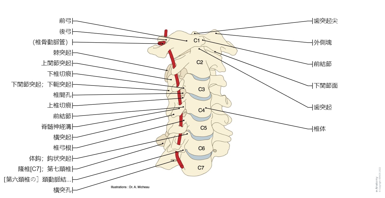解剖学 : 仙骨, 岬角, 仙骨翼, 上関節突起, 椎間孔, 前仙骨孔, 後仙骨孔, 尾骨（尾椎）