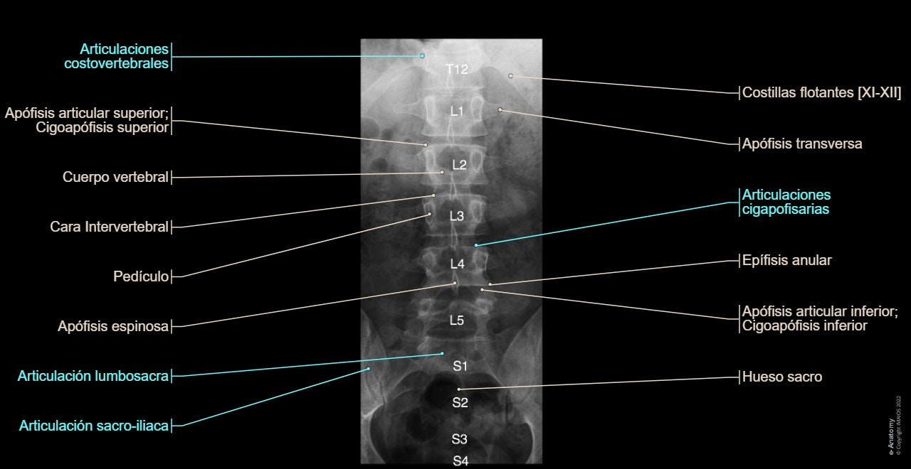 Columna vertebral radiografía estándar : anatomía normal