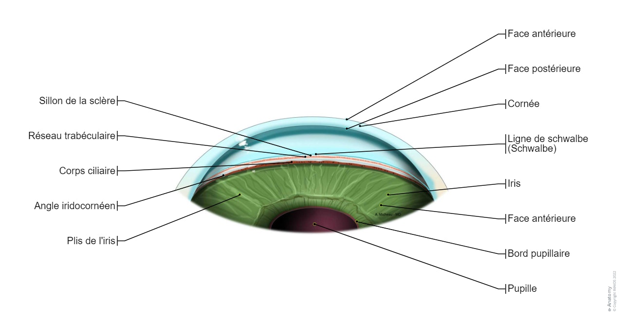 Angle iridocornéen-Gonioscopie: Cornée, Ligne de schwalbe, Sillon de la sclère, Réseau trabéculaire