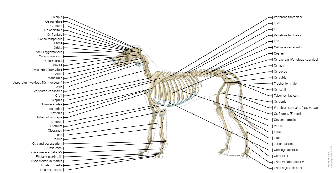 Labeled atlas of anatomy: illustrations of the dog: Bones - Skeletal system