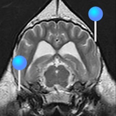Dog - Brain MRI with pins