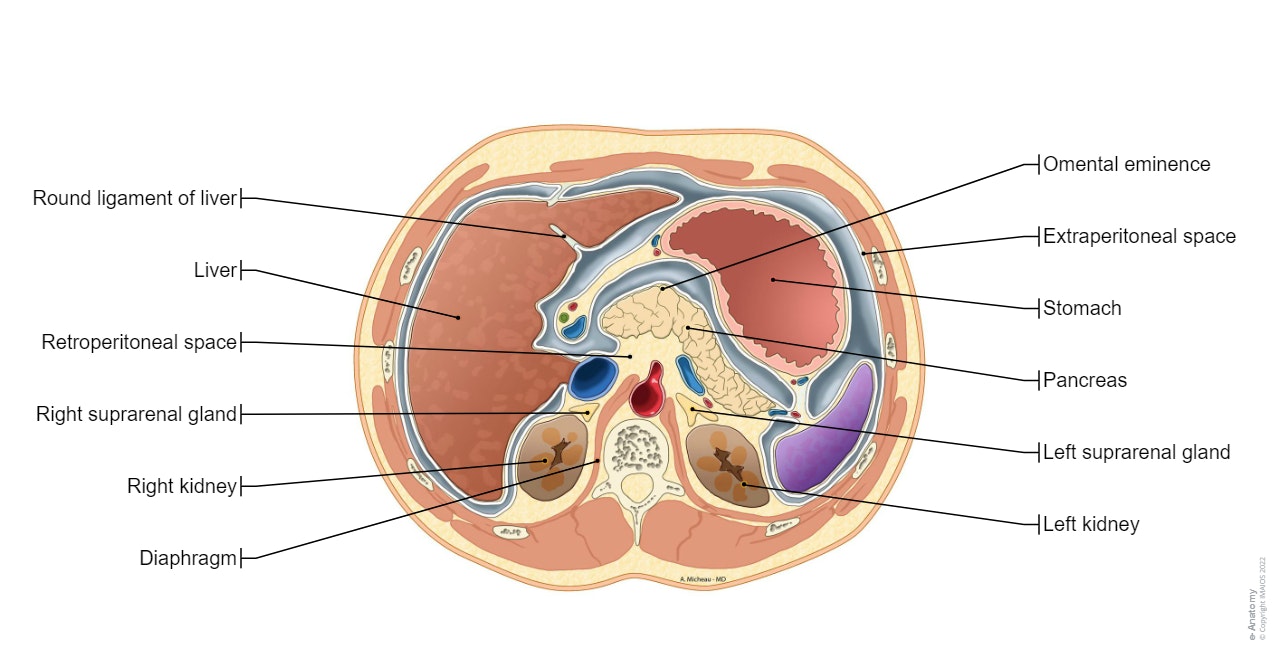 Abdomen - Axial cross section: Omental bursa; Lesser sac, Omental foramen; Epiploic foramen