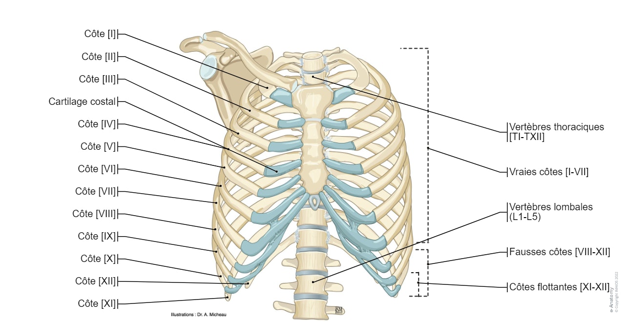 Anatomie de la paroi thoracique et du sein (Illustrations) : Cage thoracique - Cavité thoracique