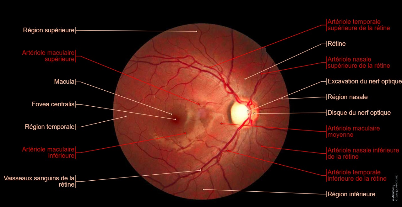 Fond d'œil: Rétine, Disque du nerf optique, Macula, Fovea centralis