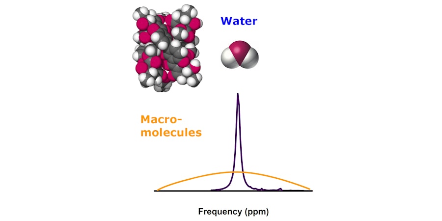 Spectrum of free (water) and bound (macromolecule) hydrogen nuclei