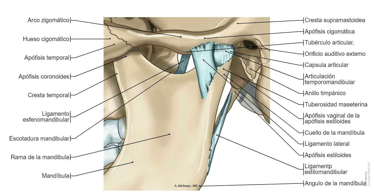 Articulación temporomandibular-Articulaciones sinoviales del cráneo:Disco articular, Ligamento lateral, Membrana sinovia1 superior, Ligamento esfenomandibular