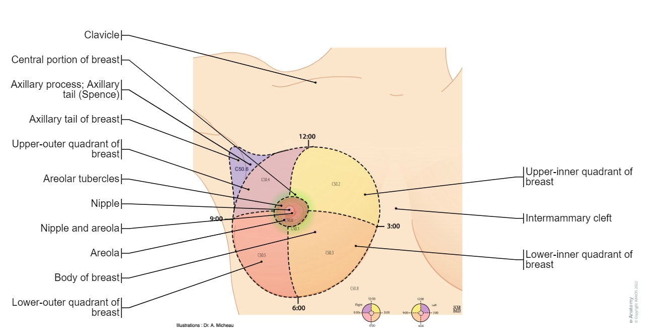 Quadrants of the breast: Nipple and areola, Central portion of breast, Axillary tail of breast