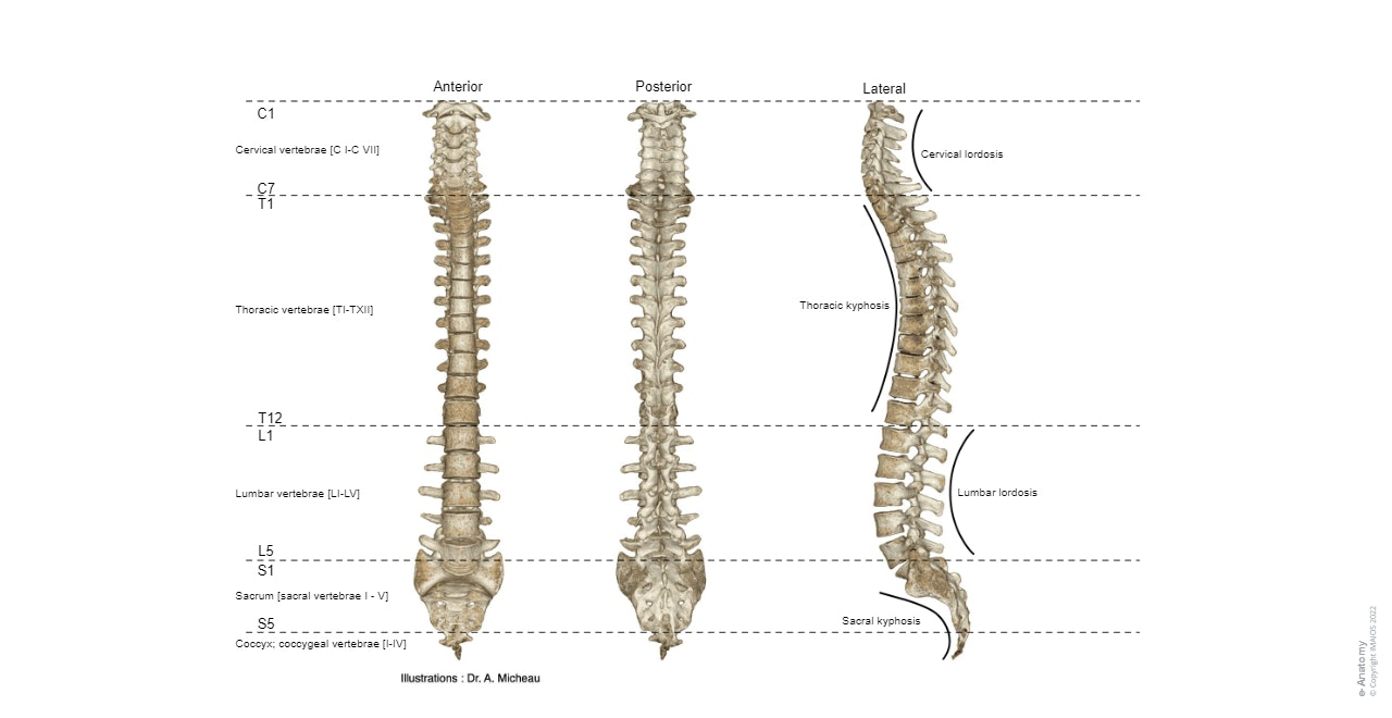 Anatomy of the vertebral column with cervical lordosis, thoracic kyphosis, lumbar lordosis and sacral kyphosis