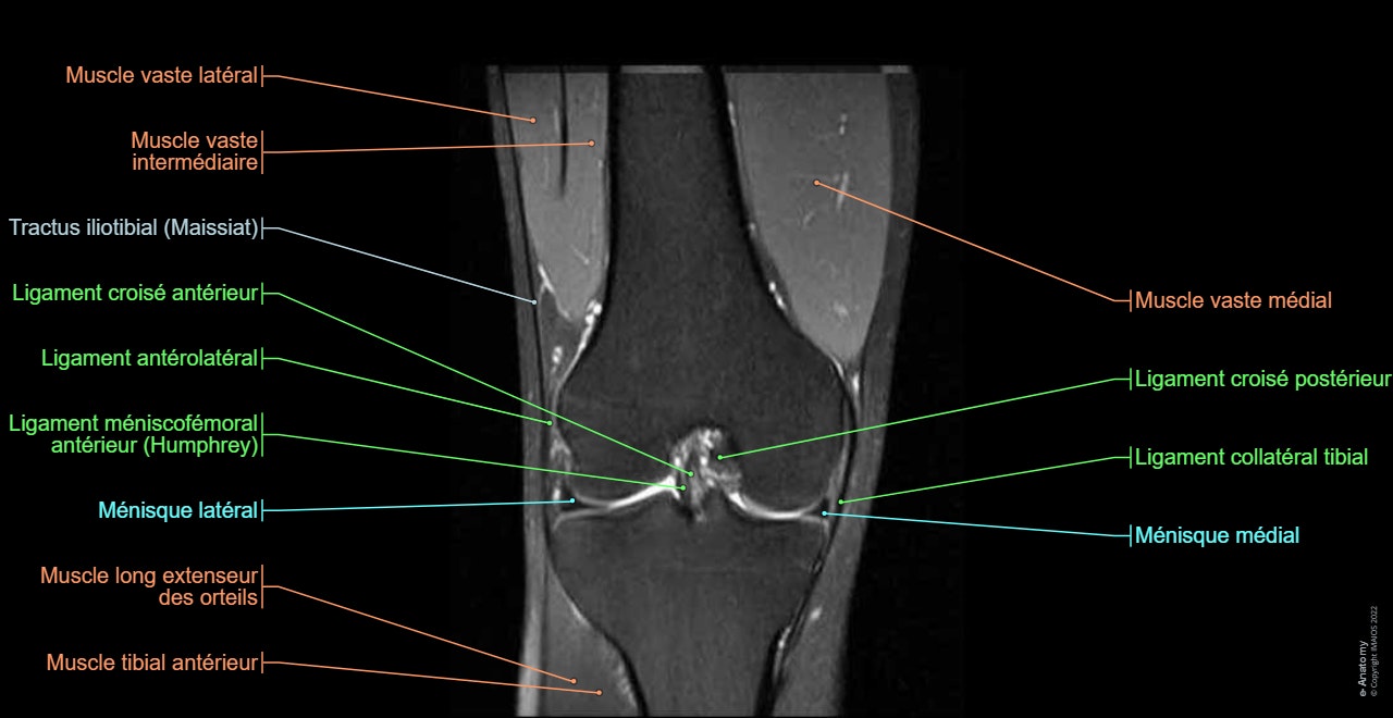 Le genou (IRM) : atlas d'anatomie en imagerie médicale | e-Anatomy