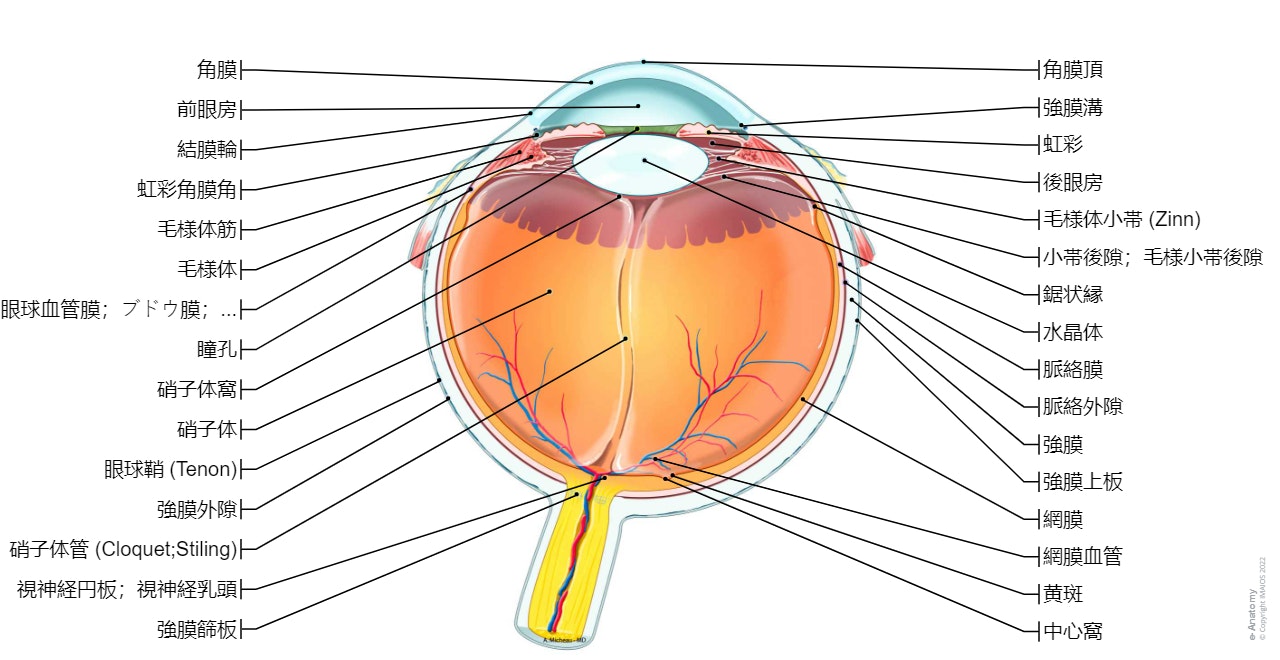 眼球/眼 - 一般解剖学: 前眼房, 虹彩角膜角, 後眼房, 硝子体, 角膜