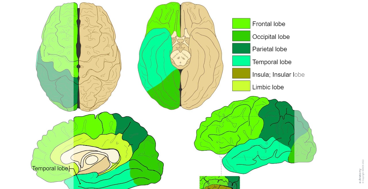 Neuroanatomy : Cerebral lobes : Frontal lobe, Parietal lobe, Occipital lobe, Temporal lobe, Insula; Insular lobe, Limbic lobe, Brain,  Anatomy diagram