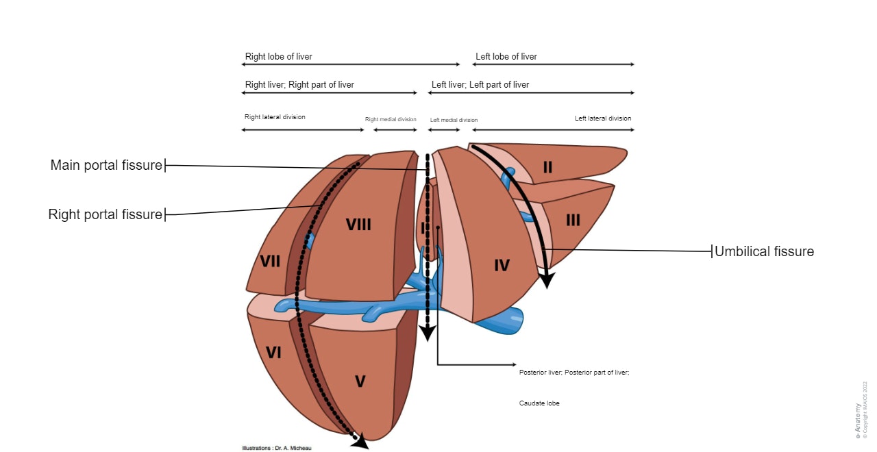 Liver : Hepatic segmentation: lobes, parts, divisions and segments