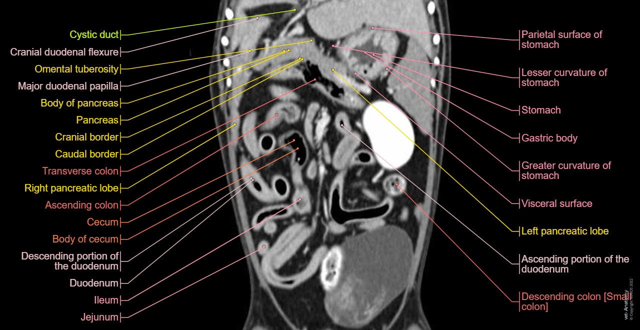 Anatomy of the male canine abdomen and pelvis on CT imaging: Alimentar canal, Stomach, Colon