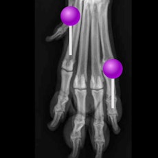 Perro - Osteología  (Radiografías) con alfileres