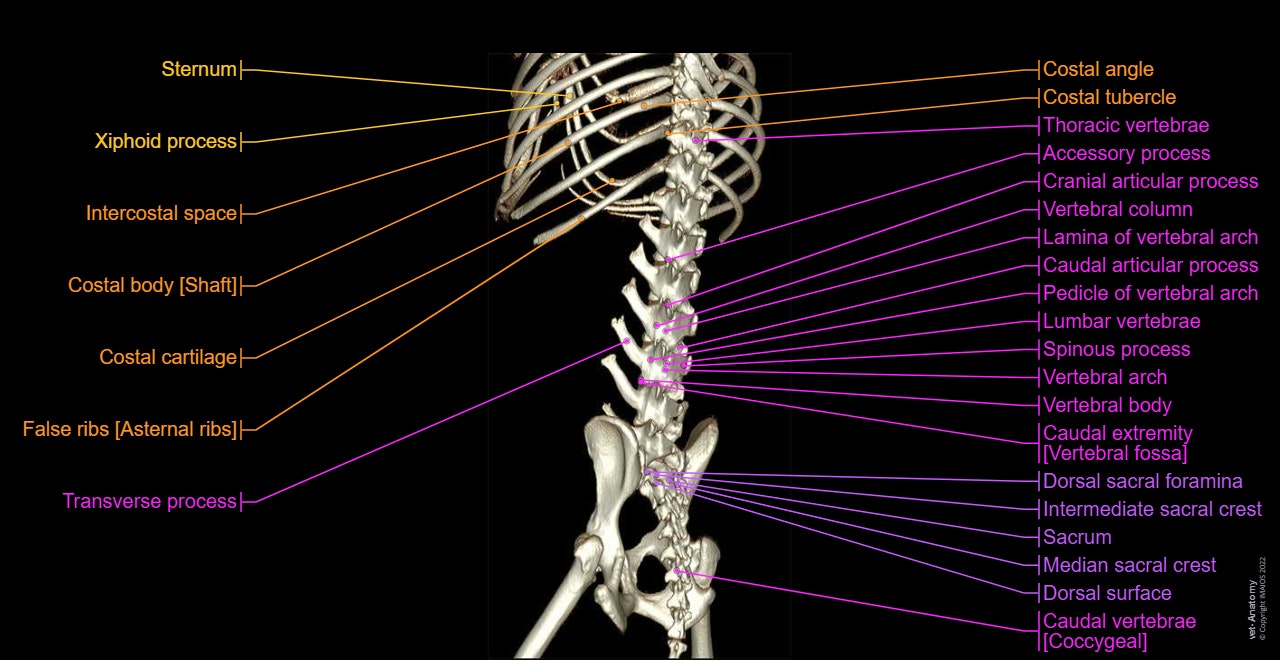 Dog - Osteology:3D - Bones - Anatomical pictures