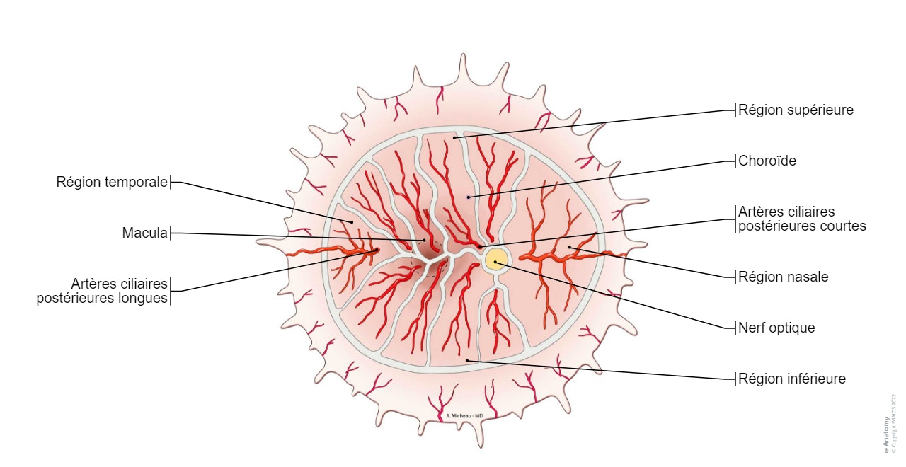 Choroïde-Artères: Artères ciliaires postérieures courtes, Artères ciliaires postérieures longues