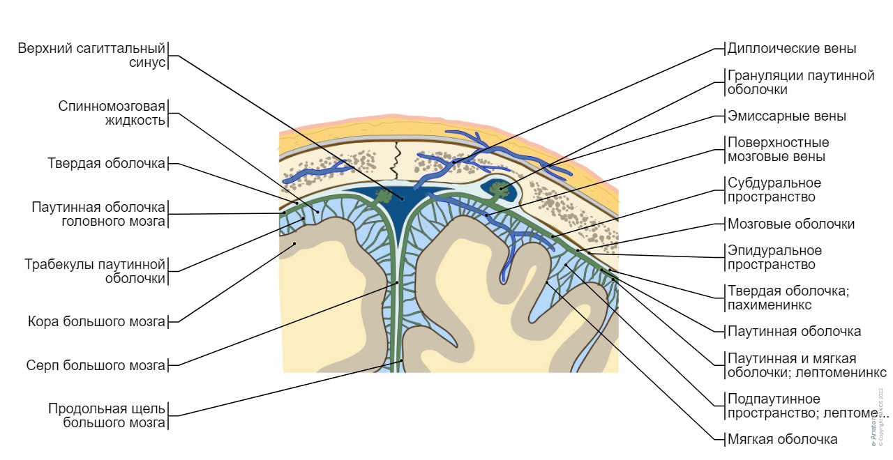 Мозговые оболочки - Фронтальный срез :Твердая оболочка головного мозга, Серп большого мозга, Субдуральное пространство, Эпидуральное пространство, Паутинная оболочка, Подпаутинное пространство; лептоменингеальное пространство, Спинномозговая жидкость, Паутинная оболочка головного мозга, Грануляции паутинной оболочки, Трабекулы паутинной оболочки, Мягкая оболочка головного мозга, Диплоические вены, Поверхностные мозговые вены