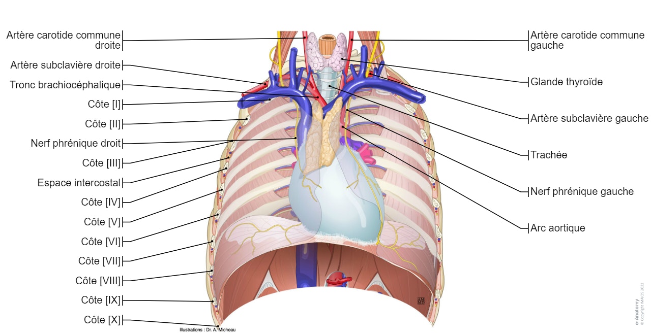 Atlas d'anatomie du médiastin et du thorax : planches anatomiques légendées et coupes anatomiques