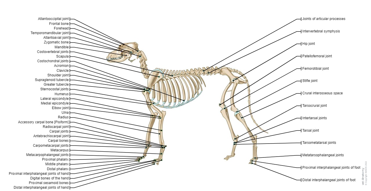 Skeletal System – Canine Anatomy for Beginners