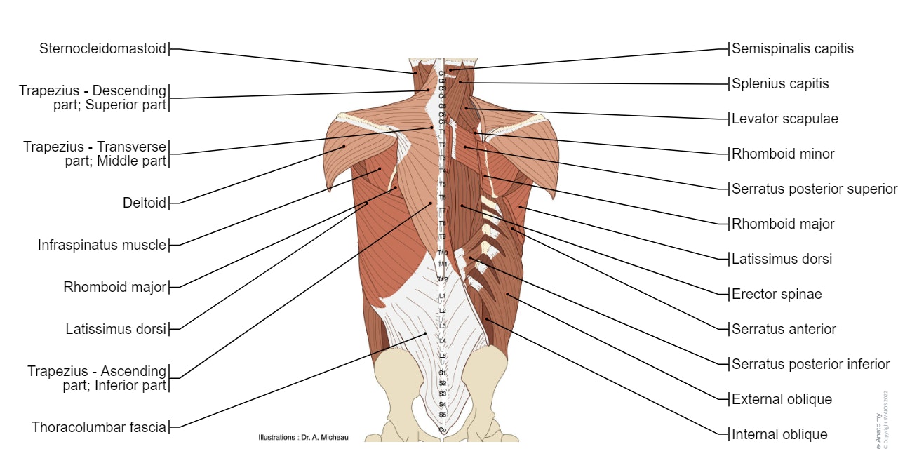 Anatomy diagram of the muscles of the back, inner and proper back, with suboccipital muscles, trapezius, rhomoid minor and major, latissimus dorsi, erector spinae...