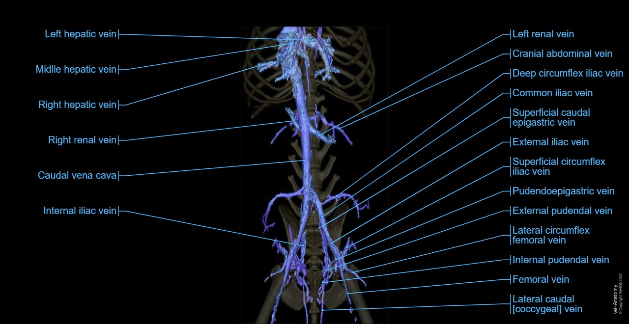 Angiology - 3D - Animal: Caudal vena cava - Dog