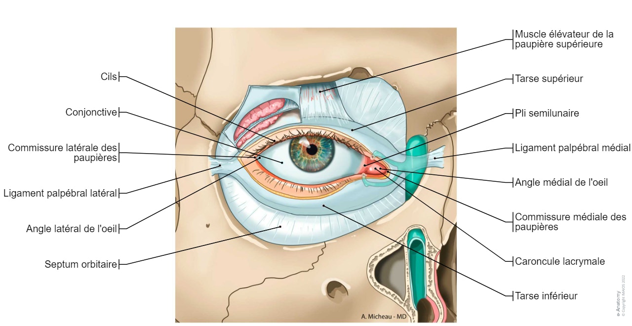Appareil lacrymal - Septum orbitaire: Tarse supérieur, Ligament palpébral médial, Sac lacrymal,  Glande lacrymale