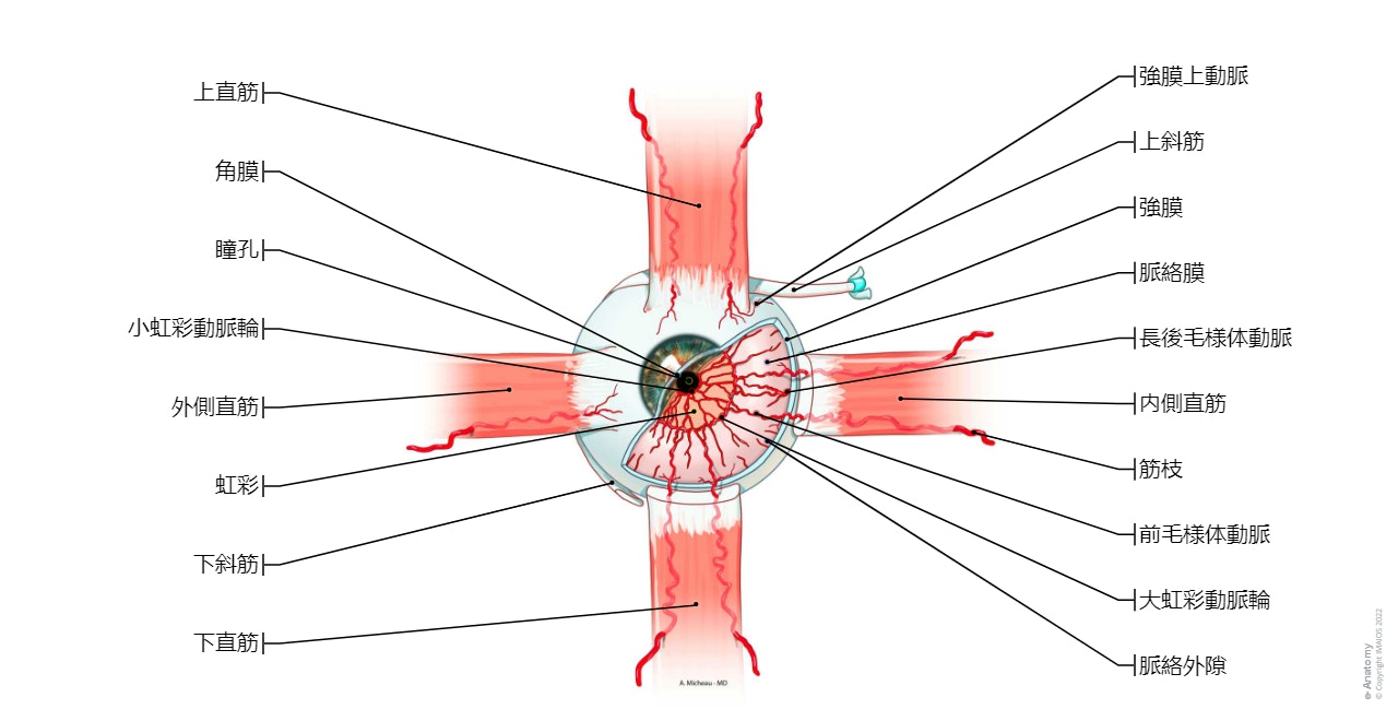 眼-動脈: 大虹彩動脈輪, 前毛様体動脈 前結膜動脈, 強膜上動脈